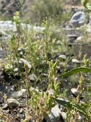 Erythranthe parishii