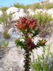 Roella amplexicaulis