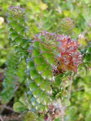 Roella amplexicaulis