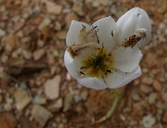 Ornithogalum dubium