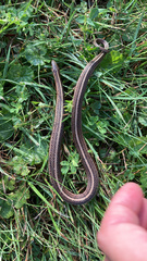 Thamnophis brachystoma