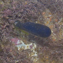 Eudistoma caeruleum