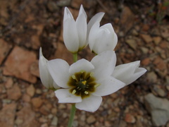 Ornithogalum dubium