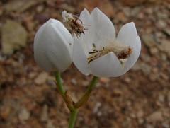 Ornithogalum dubium