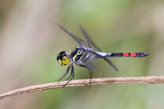 Agrionoptera sexlineata