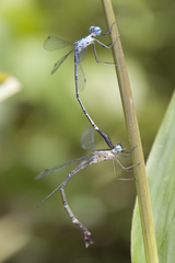Lestes praevius
