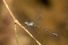 Podolestes