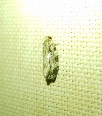 Phaecasiophora confixana