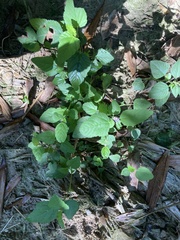 Melochia corchorifolia