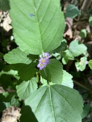 Melochia corchorifolia