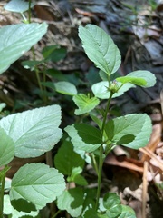 Melochia corchorifolia