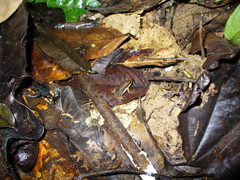 Allobates insperatus