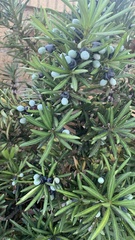Podocarpus