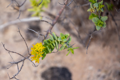 Coulterella capitata