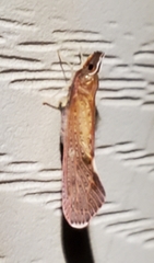 Apache degeeri