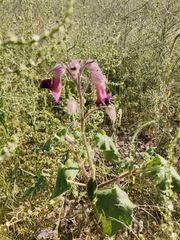 Proboscidea louisianica