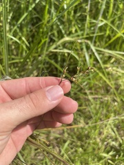 Scleria muehlenbergii