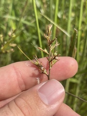 Scleria muehlenbergii