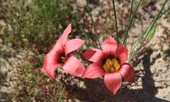 Romulea eximia