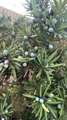 Podocarpus