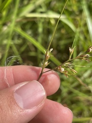 Scleria muehlenbergii
