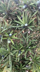 Podocarpus