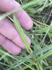 Scleria muehlenbergii