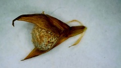 Scleria muehlenbergii