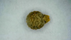 Scleria muehlenbergii