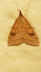 Udea profundalis