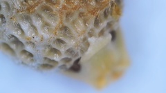 Scleria muehlenbergii