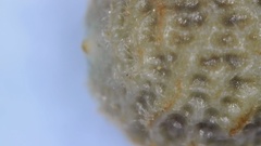 Scleria muehlenbergii