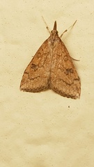 Udea profundalis