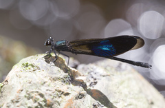 Euphaea subcostalis