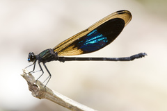 Euphaea subcostalis