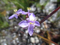 Heliophila subulata