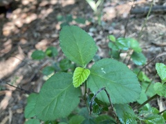 Melochia corchorifolia