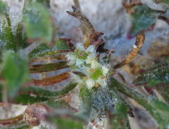 Centella tridentata tridentata