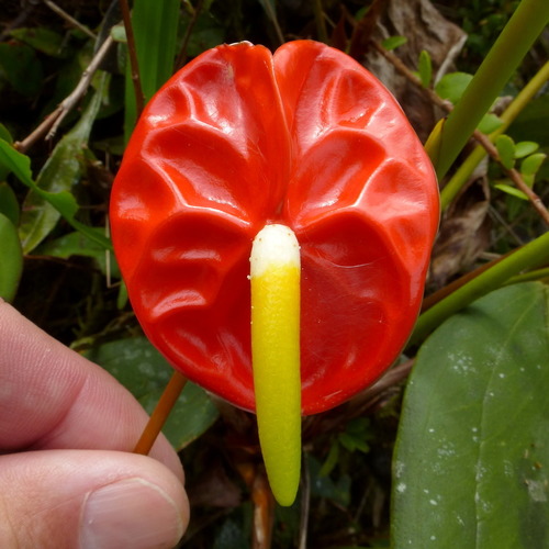 Anthurium andraeanum