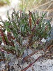 Centella tridentata tridentata