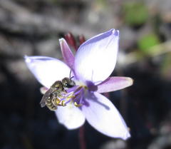 Heliophila subulata