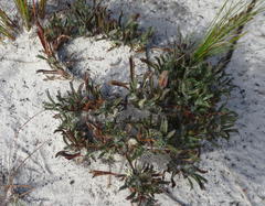 Centella tridentata tridentata
