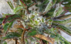 Centella tridentata tridentata