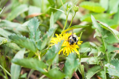 Bombus vancouverensis