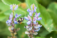Bombus vancouverensis