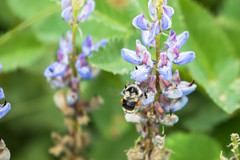 Bombus vancouverensis