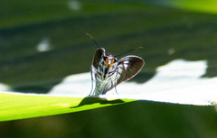 Pythonides lancea