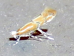 Phyllonorycter celtisella