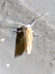 Phyllonorycter celtisella