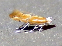 Phyllonorycter celtisella